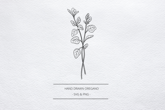 Download Oregano Herb SVG, Hand Drawn Line Art - Art Collection